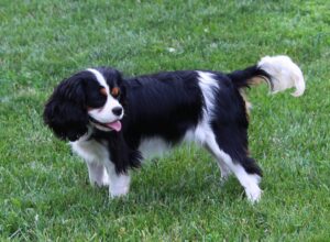 Cavalier puppy Talia