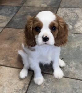 Cavalier puppy Harvey